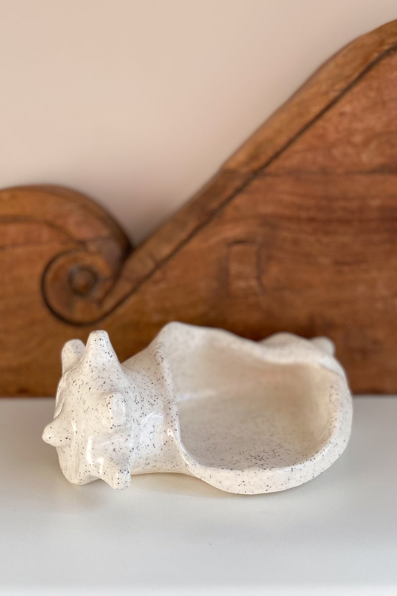 11 Conch Shell Dish